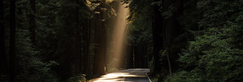A road through the forest with a large patch of light.